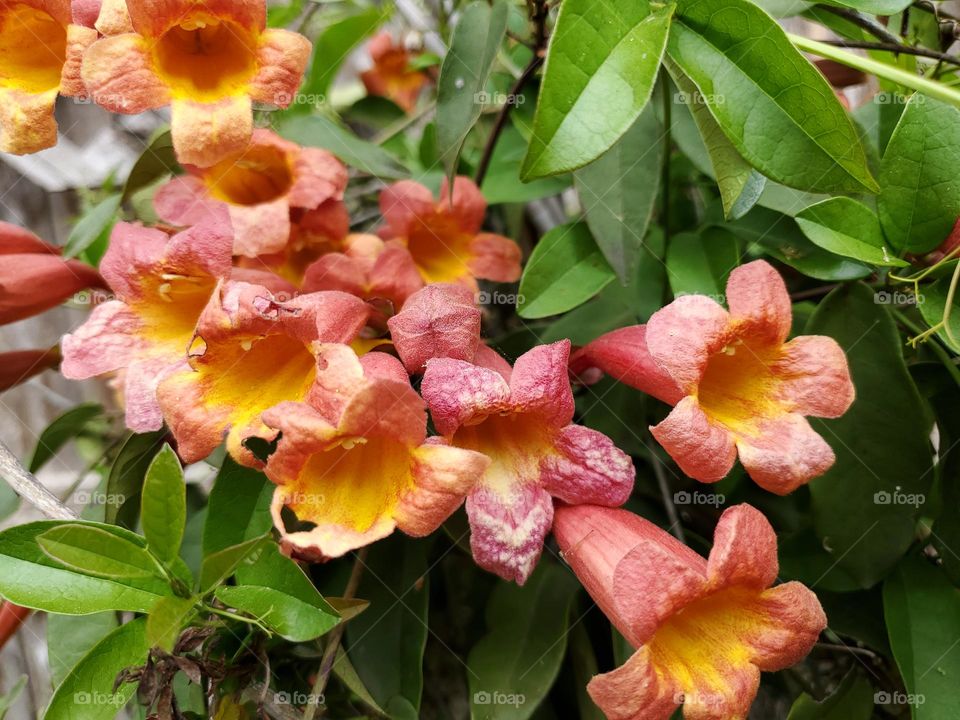 orange vine flowers