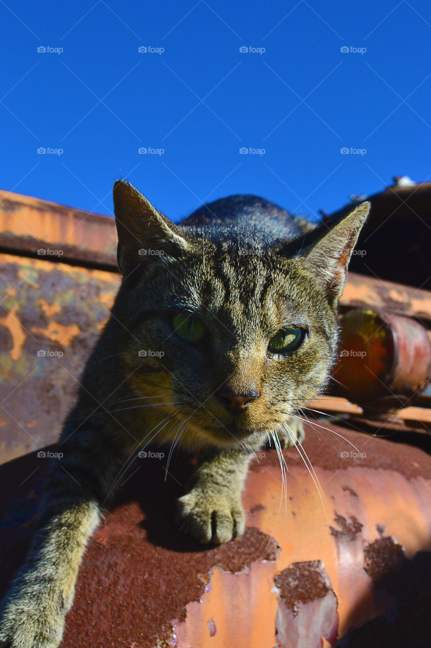 Portrait of a cat on a abandon truck