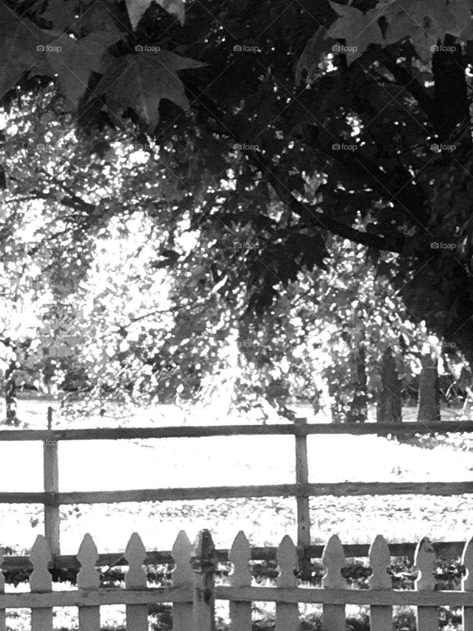 Yard with trees in black and white 