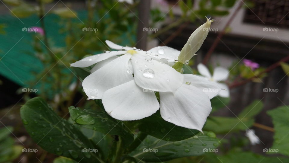 Flower with droplets