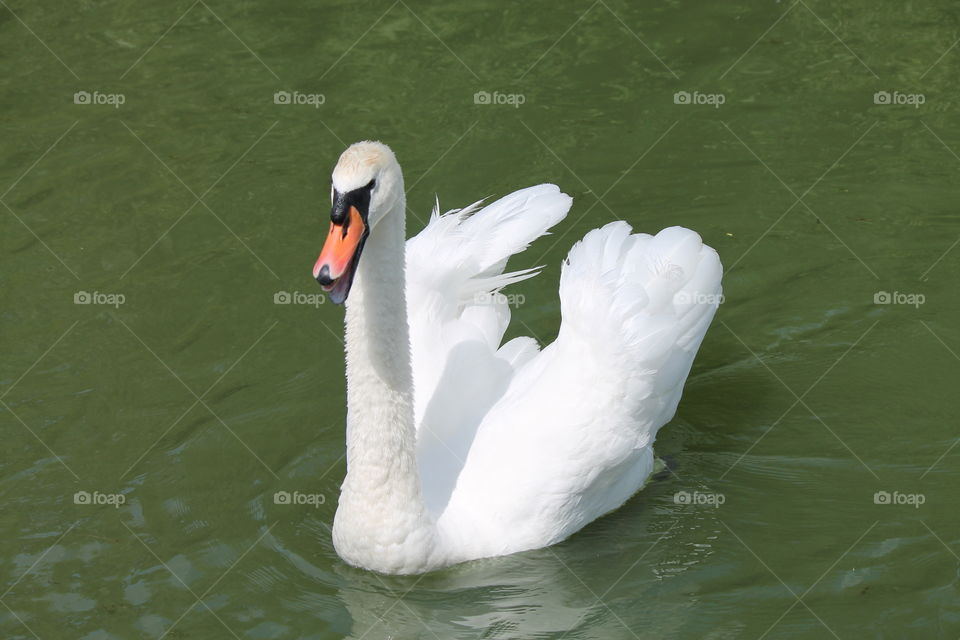 Angry Swan 1