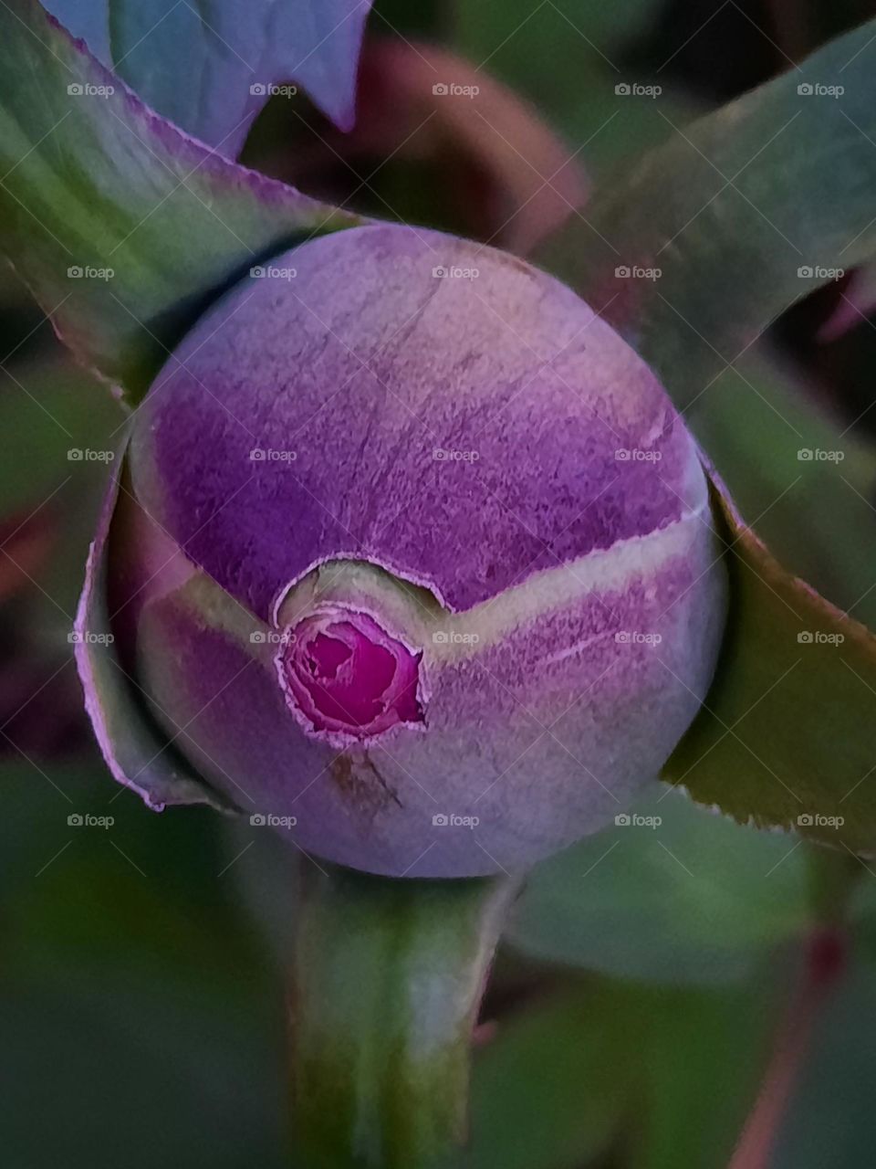 purple flower bud begining to open