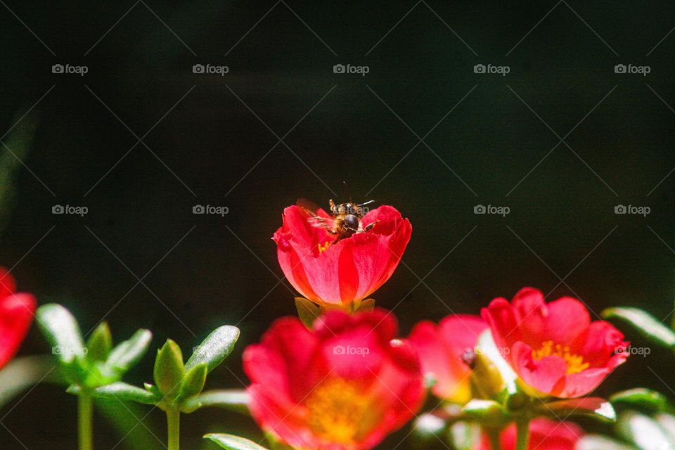 Bee inside a red flower, little insect waving at us. Beautiful macro shot at the garden!