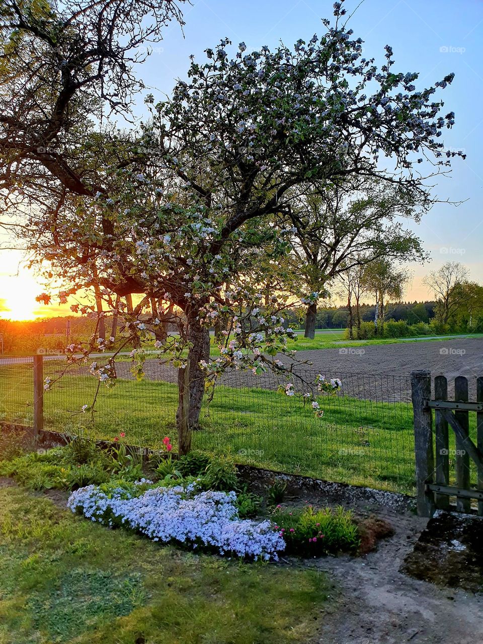 spring has sprung - fruit tree in blossom - in the garden with idyillic sunset