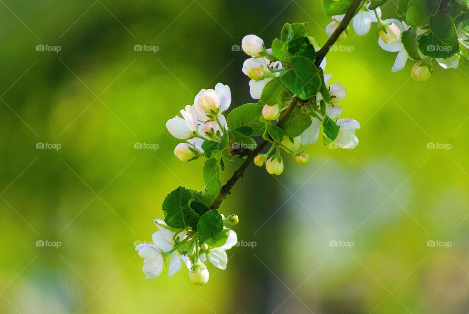 A branch from a blooming apple tree