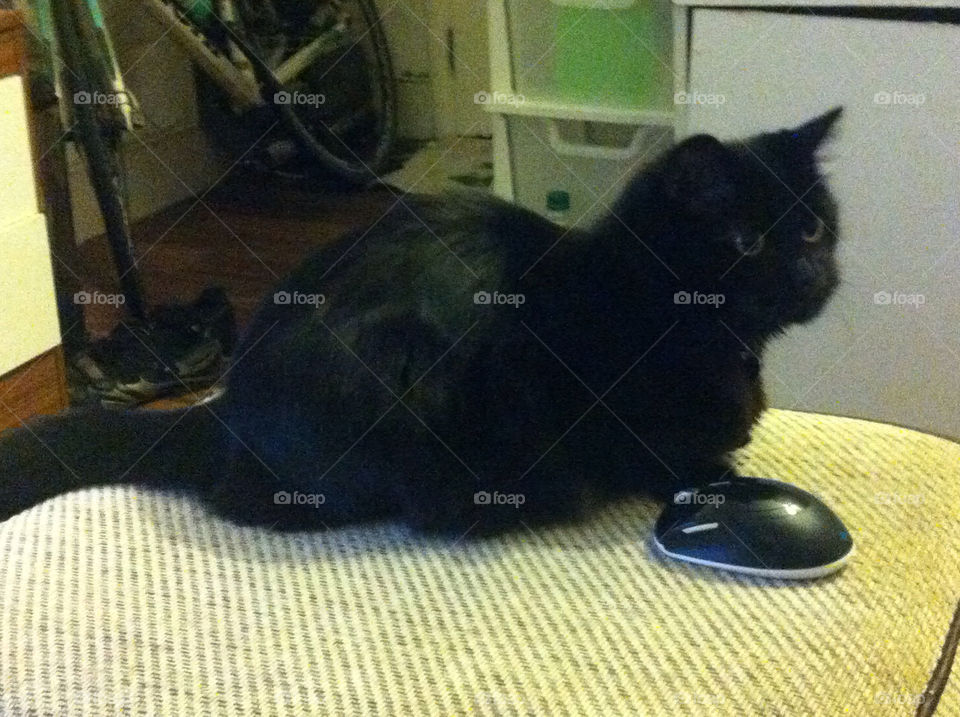 Black cat with mouse