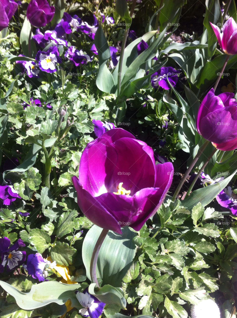 spring flower close sunny by splicanka