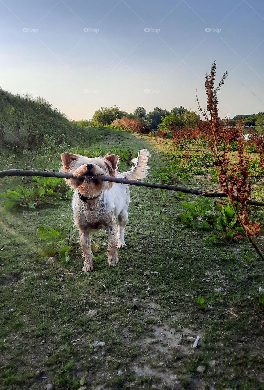 walking woofs