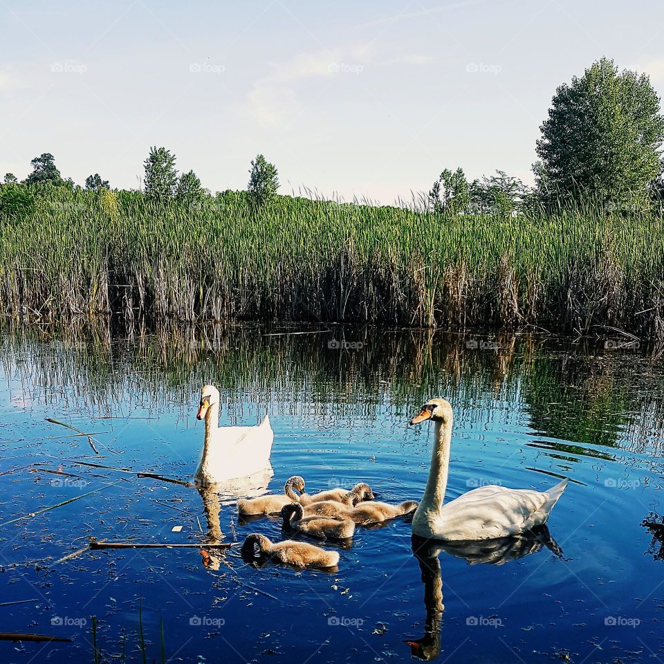 family of swans