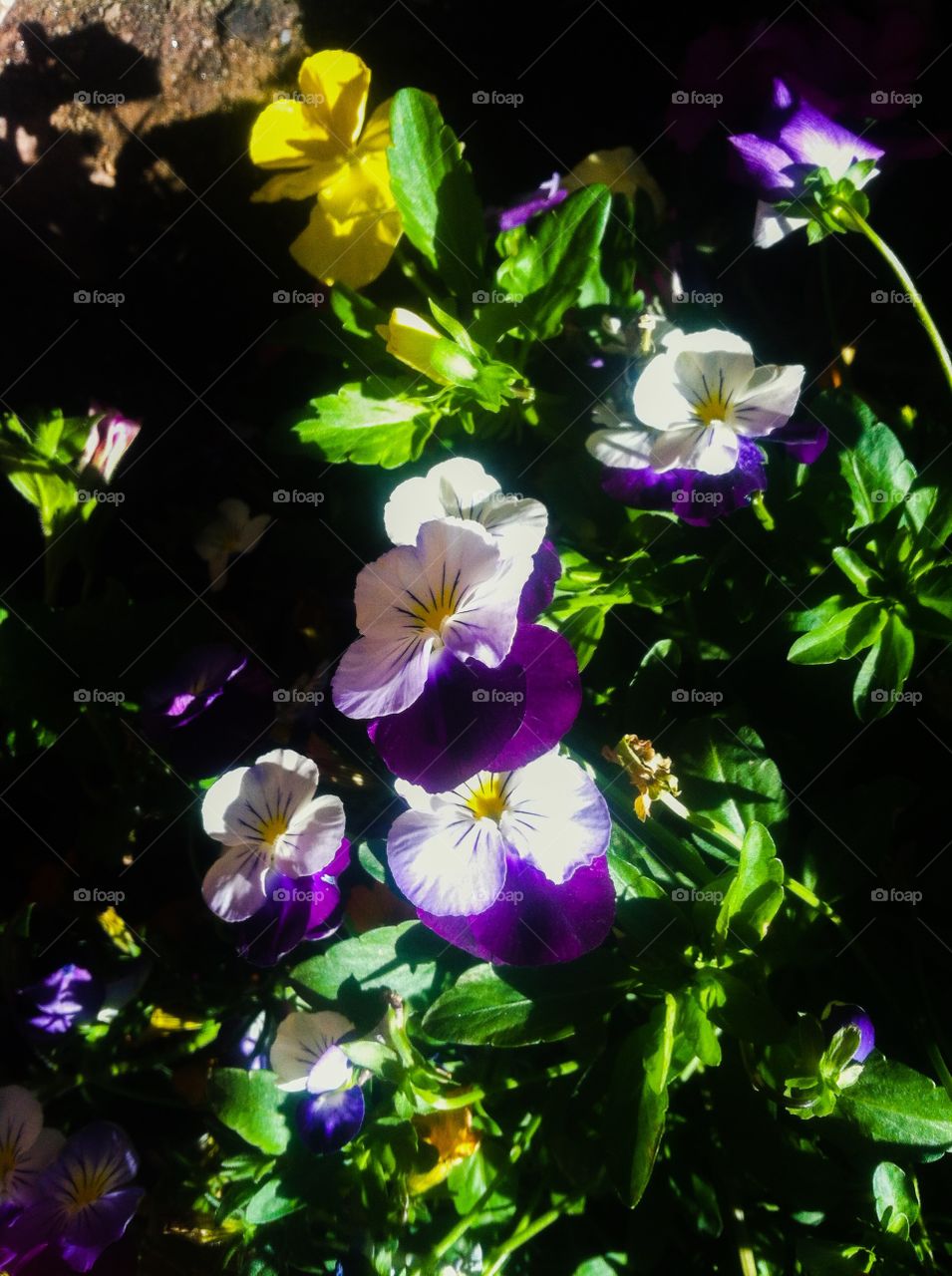 Bright purple and yellow pansies, wild flowers in a park 