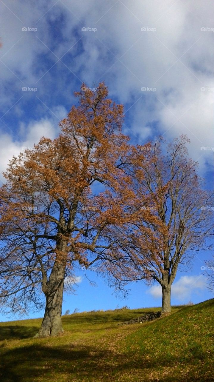 View of autumn trees