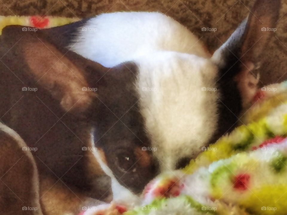 Chihuahua in blanket