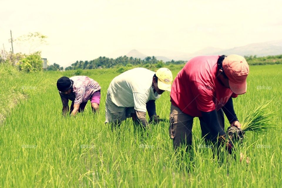 Rice farmers