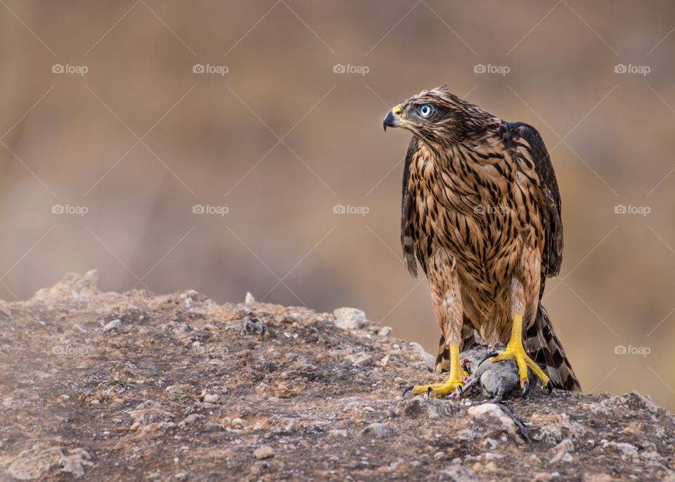 The eagle catches a field mouse