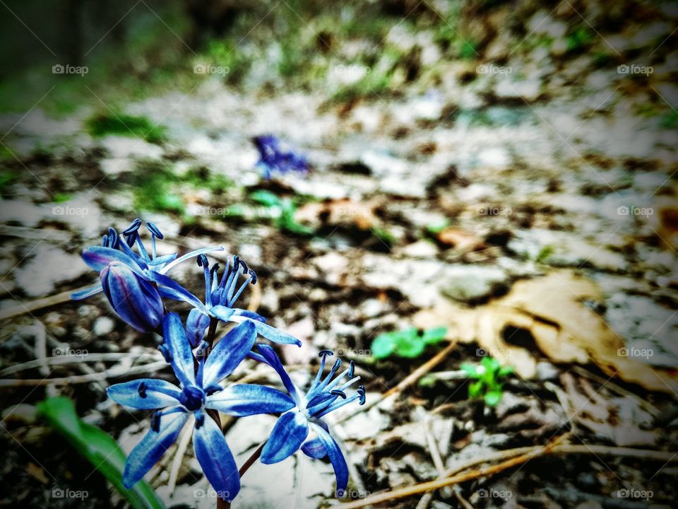 blue flowers in the wood bulgaria