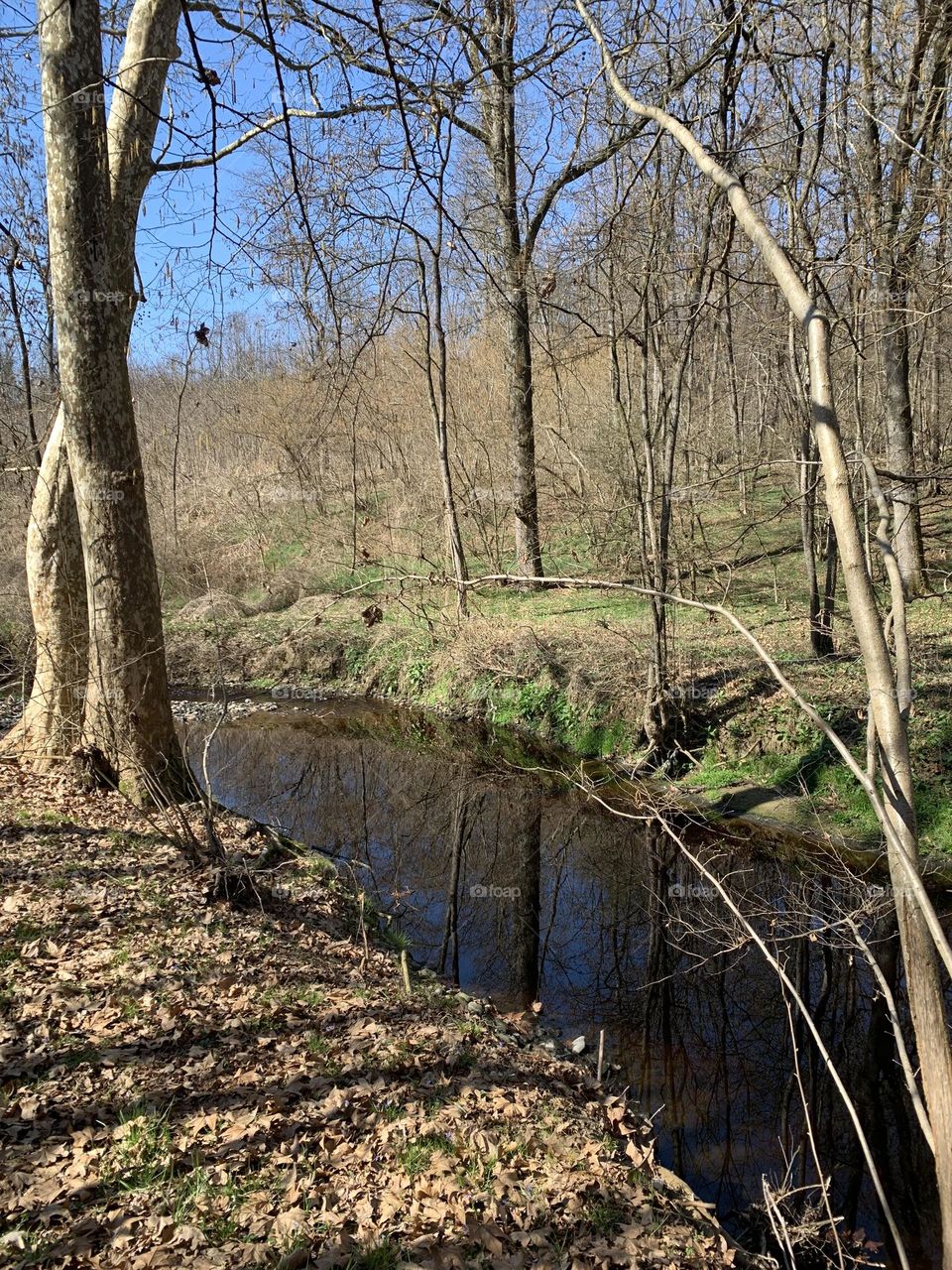 forest with stream in the winter season