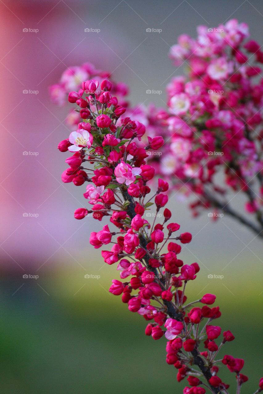 Close-up of pink flower