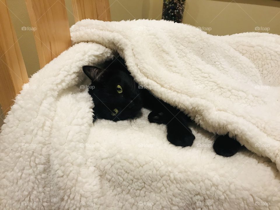 Fun photo with darling black kitty cat laying completely cuddled up in cozy white blanket!! 