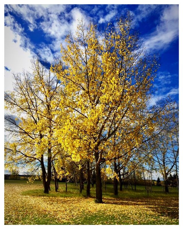 Fall trees