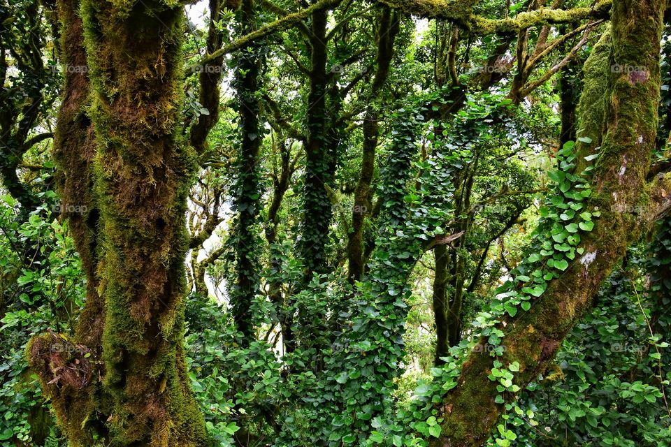 relict forest of garajonay national park on la gomera canary island in Spain