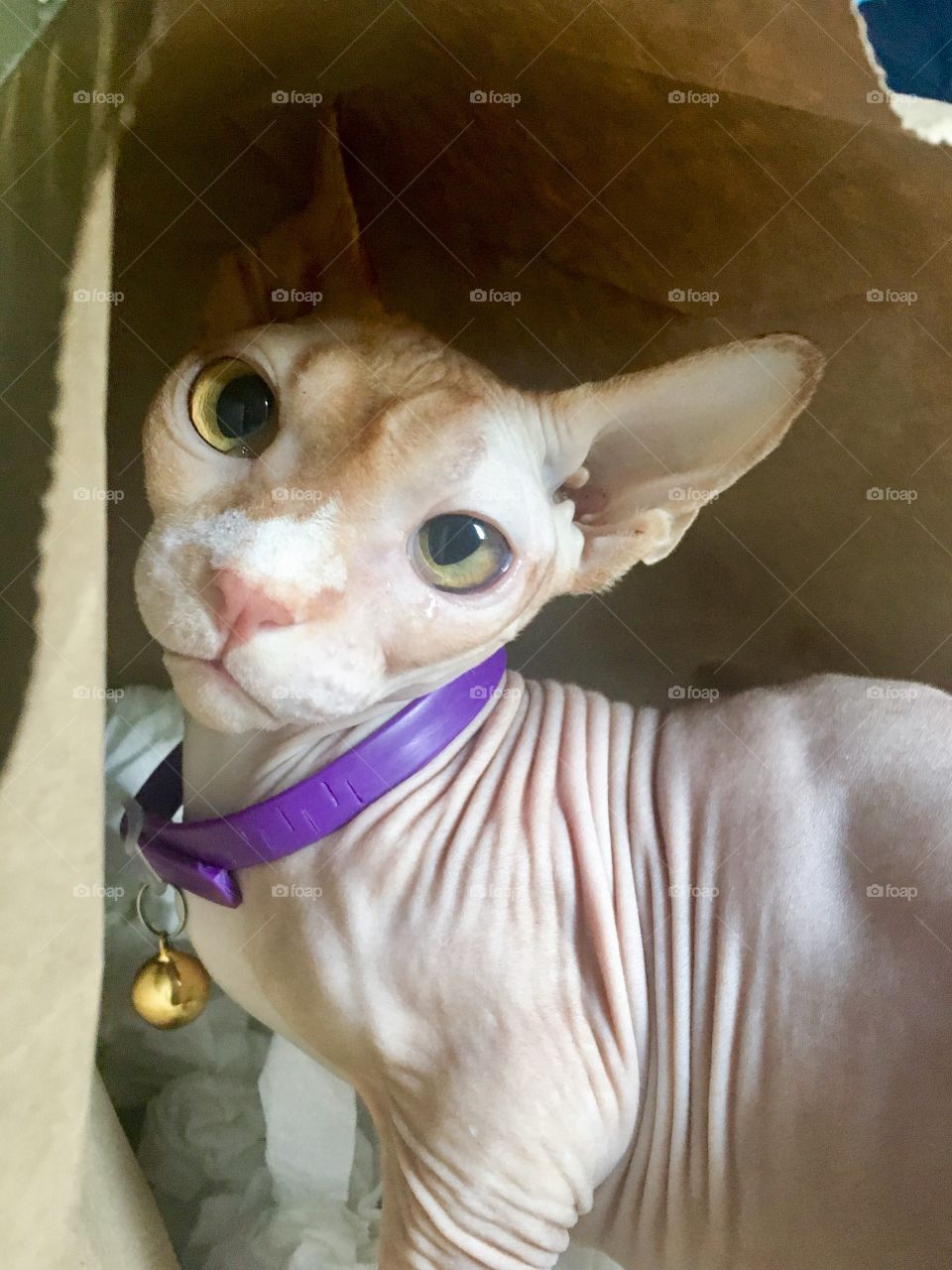 Sphynx (hairless Cat)