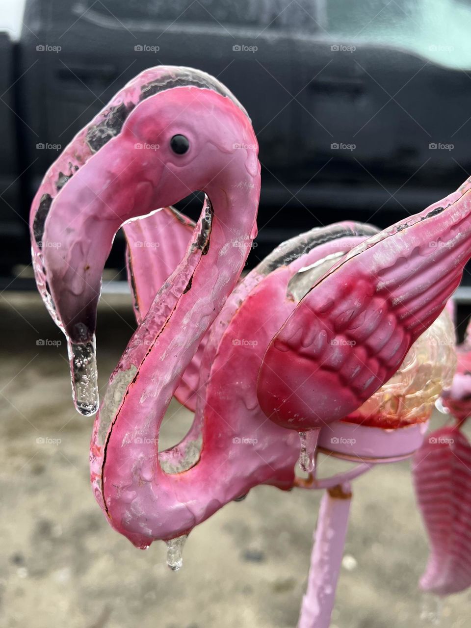 Frozen flamingo 