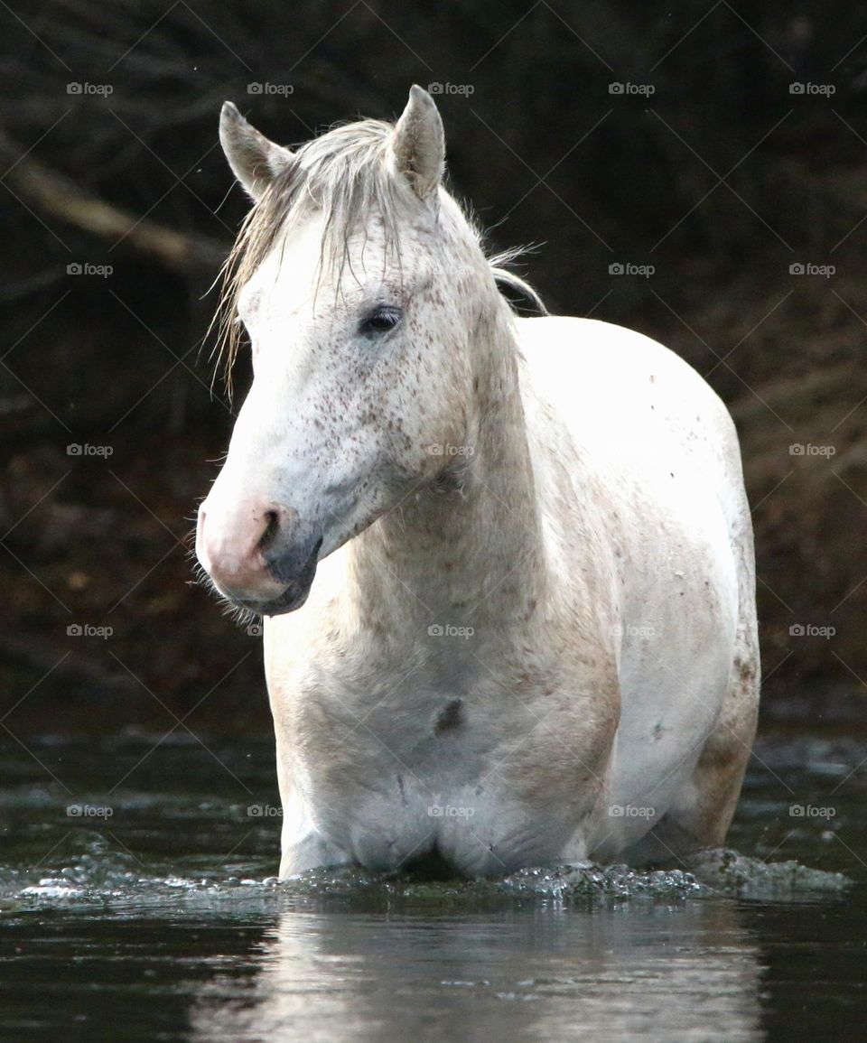 Wild Horse Wading in River