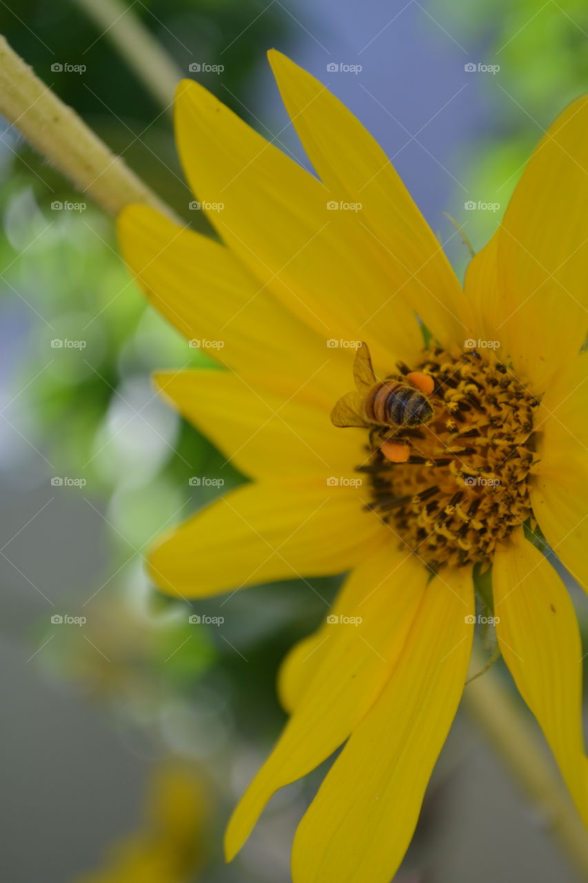 Pollinating Honeybee