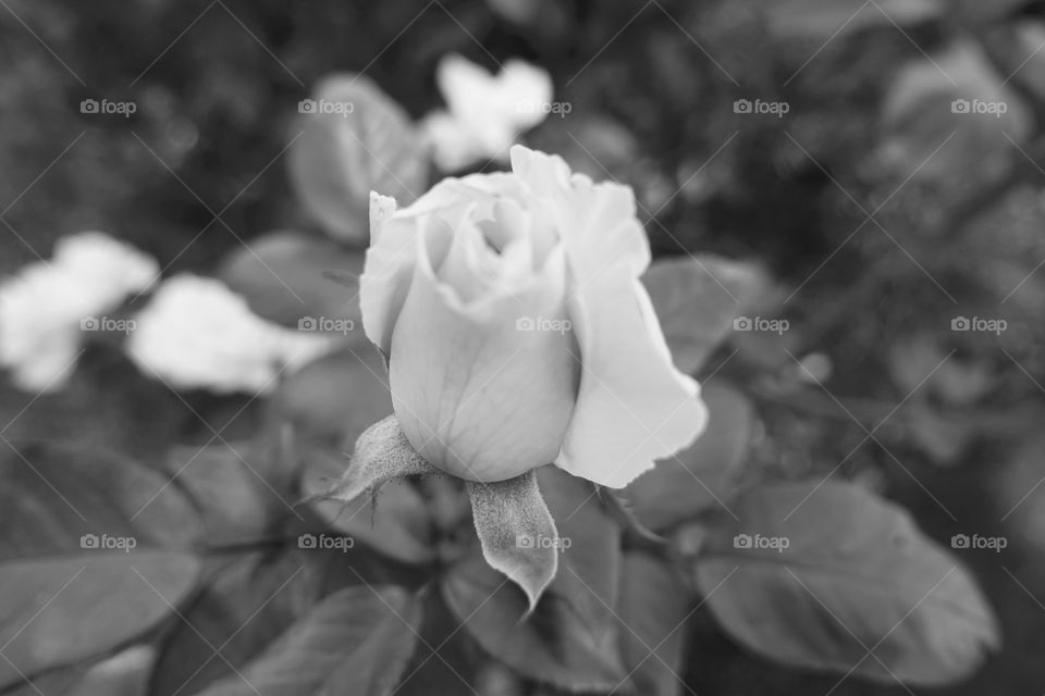 A rose bud. Monochrome image.