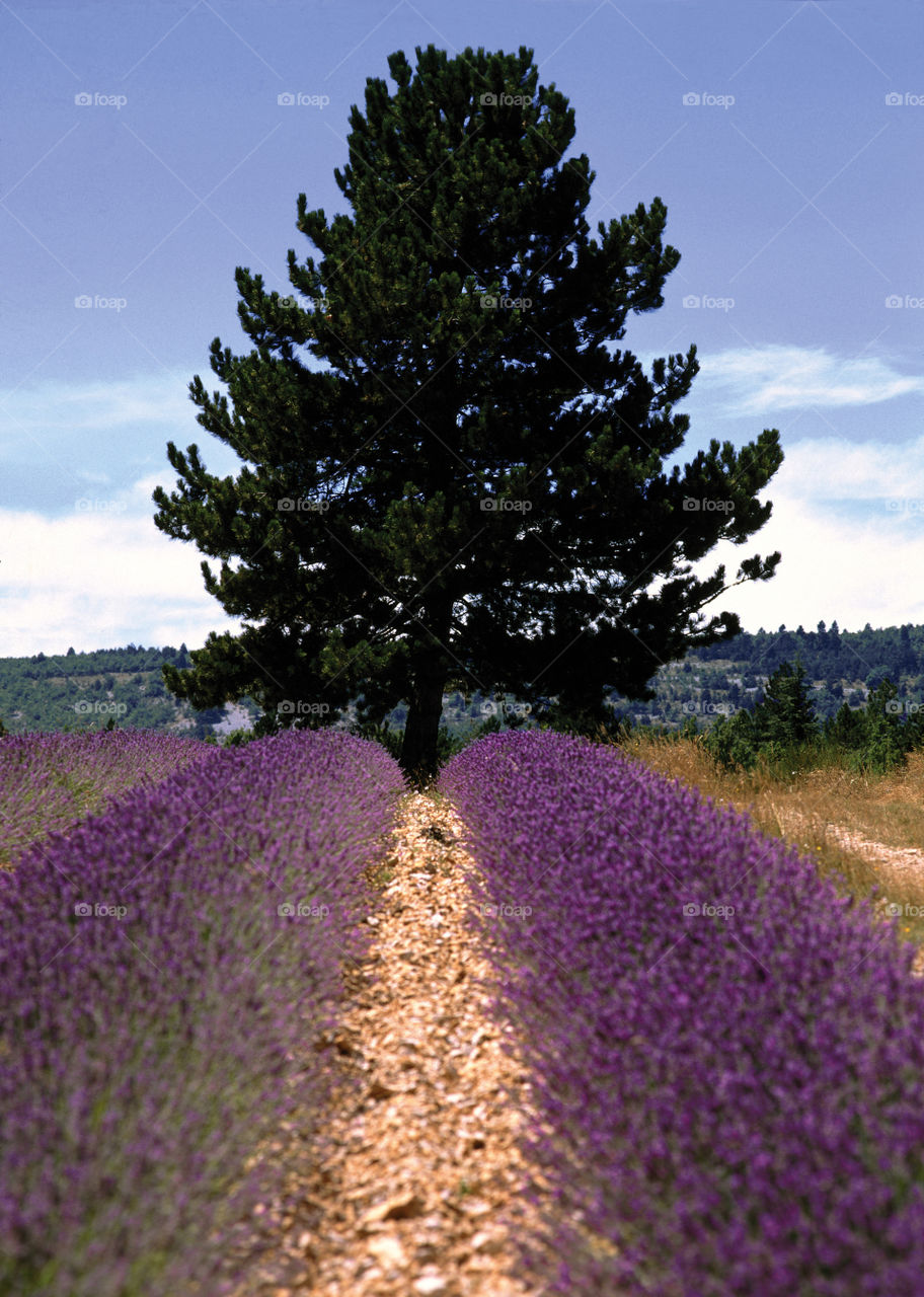 Lavender. Provence
