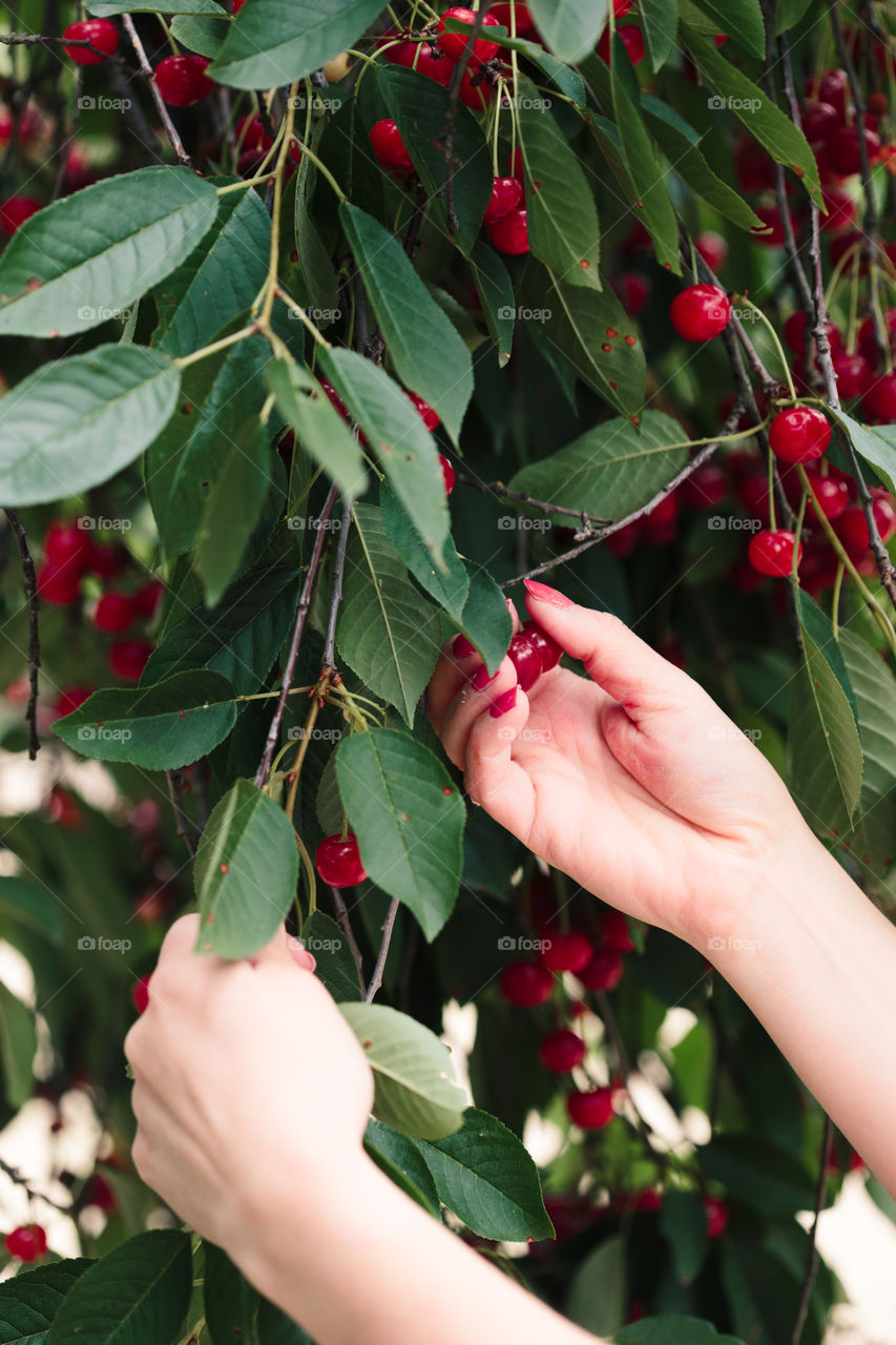 Woman picking cherry berries from tree