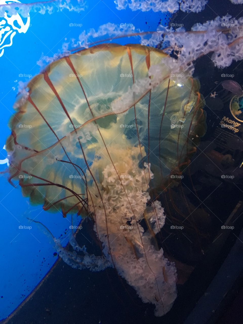 Underwater, No Person, Fish, Tropical, Water