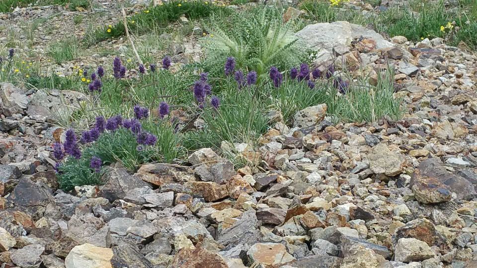 Pretty purple flowers