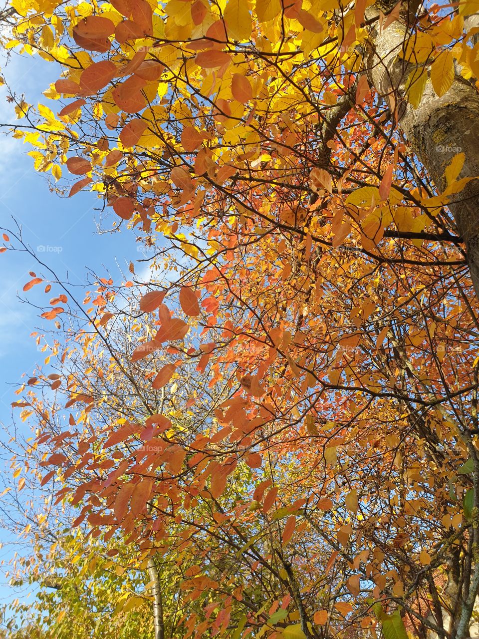 So schön , so Herbst
