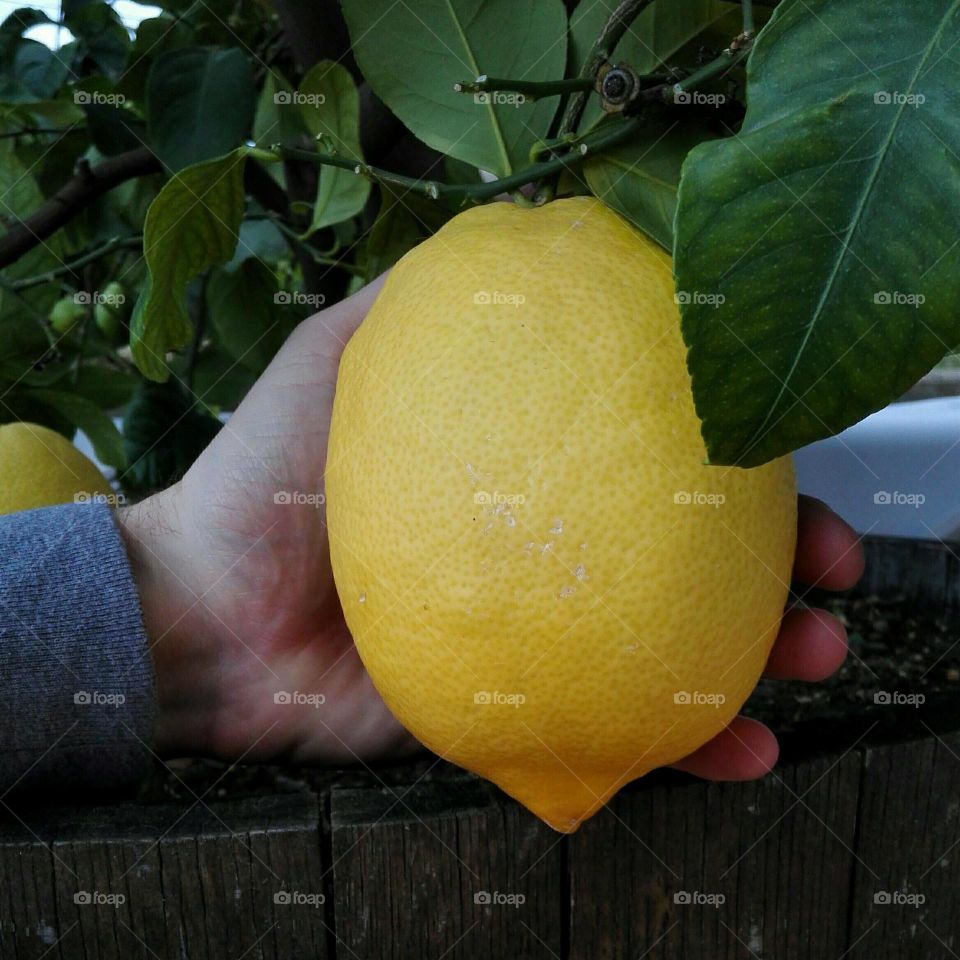 Very big lemon