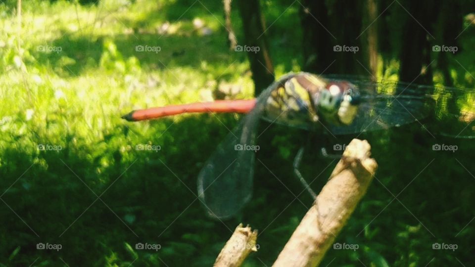 The dragonfly on the tail is red