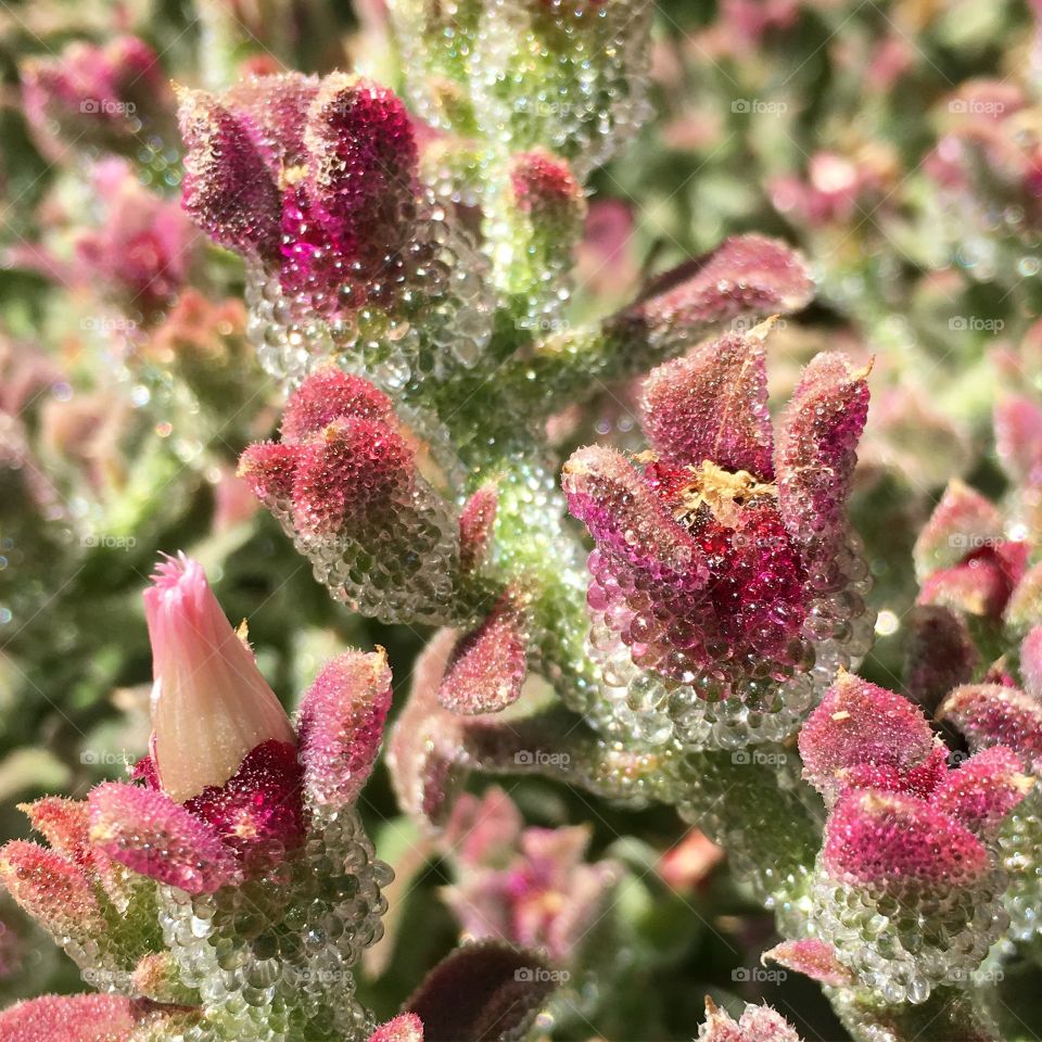 Close up of a desert flower with moisture pearls that hold water during dry summer months