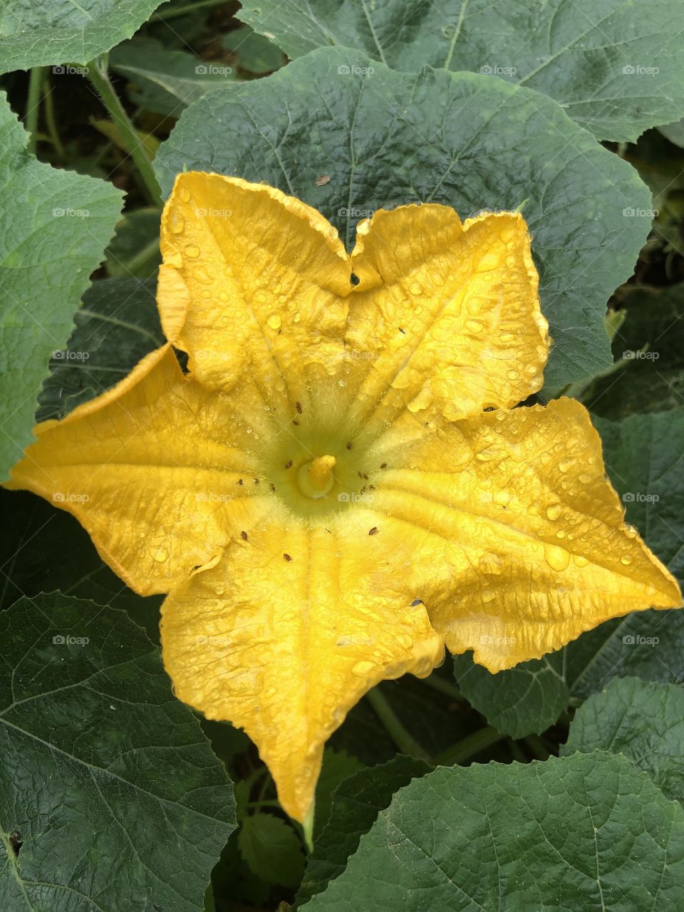 gourd flowers
