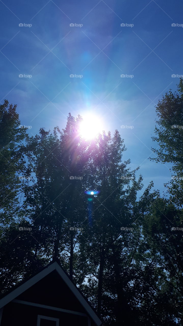 Sun shining through Blue Spruce and Pine