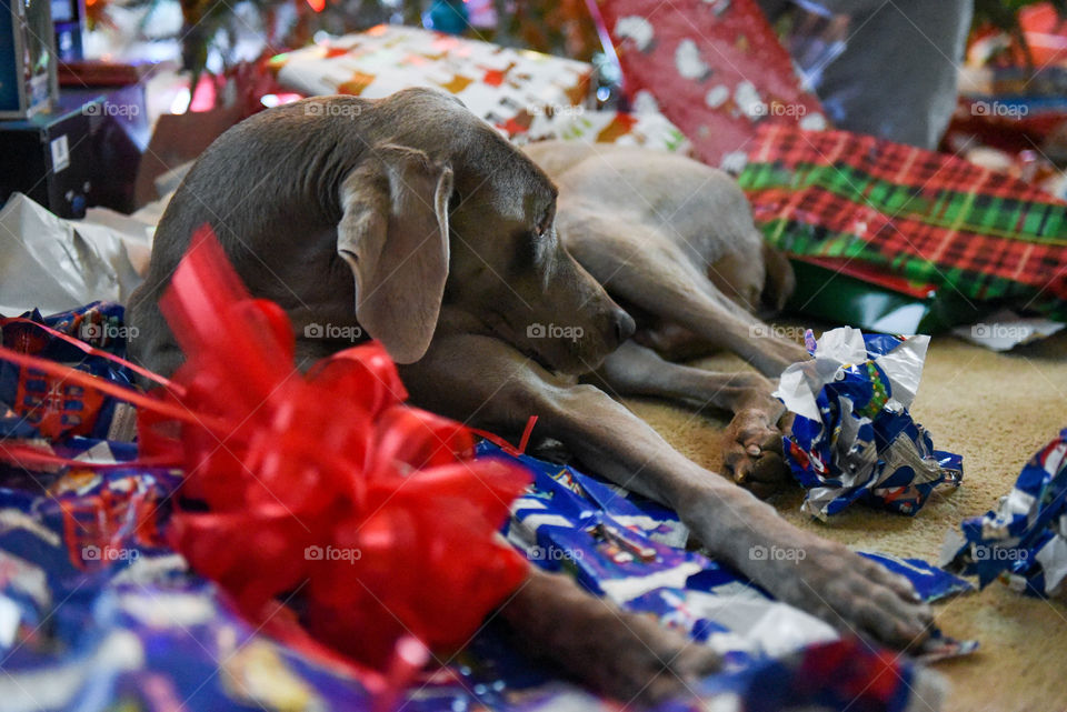 Weimaraner dog laying on Christmas wrapping paper while family opens presents