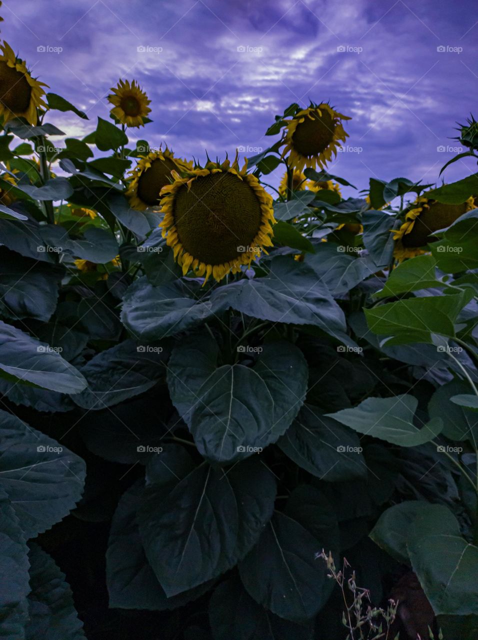 Round blooming sunflower in the evening on the field.