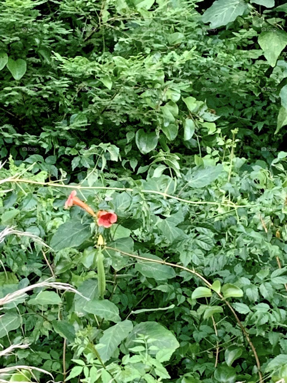 Trumpet flowers 