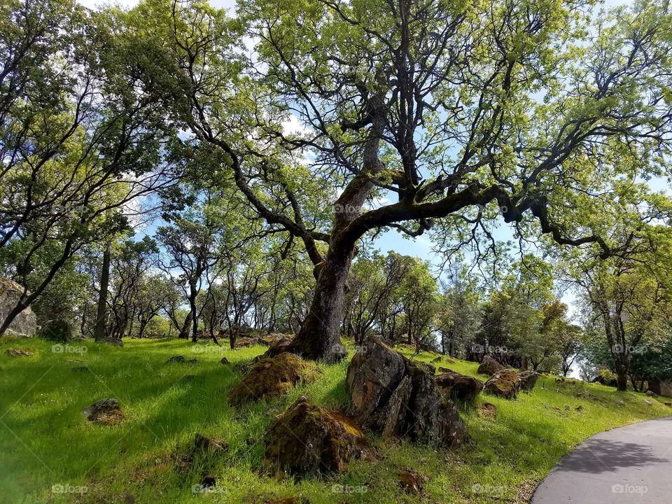 View of trees and rock at park