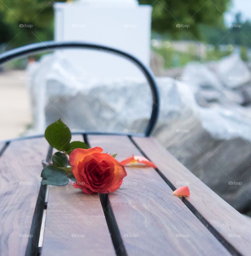 Rose on bench