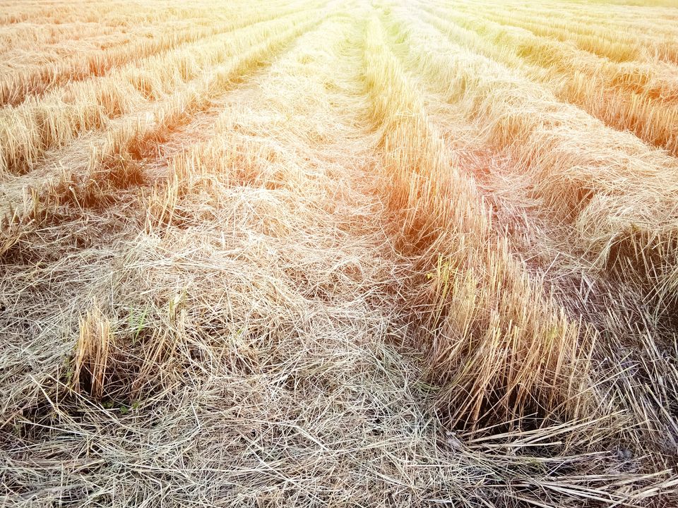Rice stump in the morning