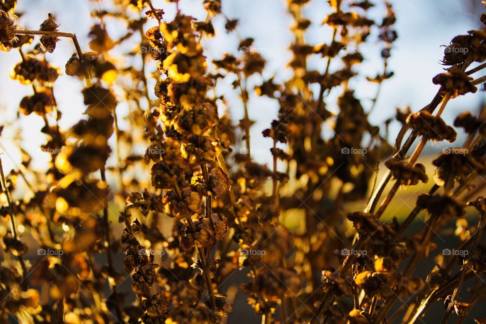 The colors of autumn displayed in a dried plant at golden hour 