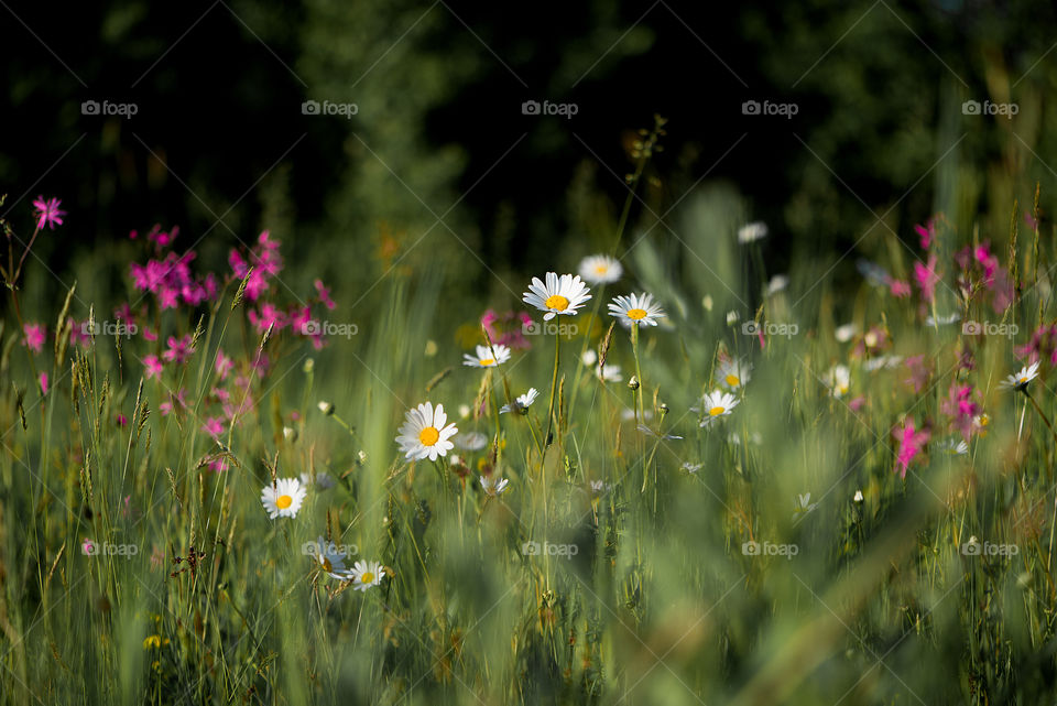 Natural background with wild flower