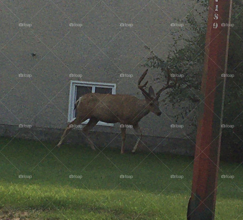 This young but big male deer (buck), still has fur on its antlers, has been seen often in the neighborhood, in the city of Medicine Hat, Alberta, Canada