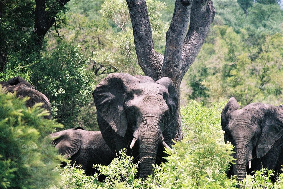 Beautiful Elephants in kruger Park. South Africa.