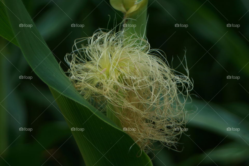 Corn